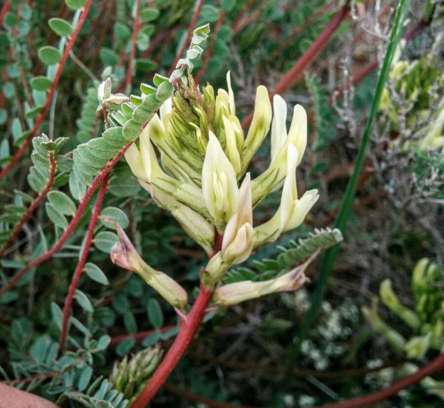 Astragalus monspessulanus flower