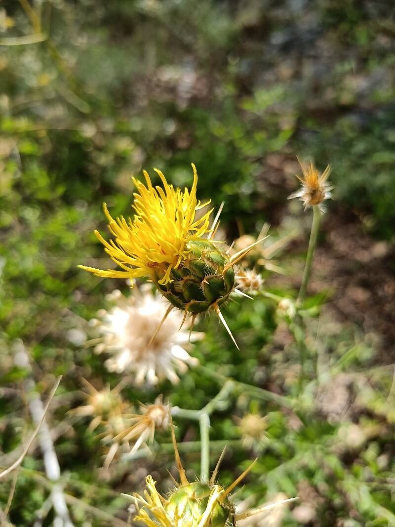 Centaurea macedonica — houseplant care guide