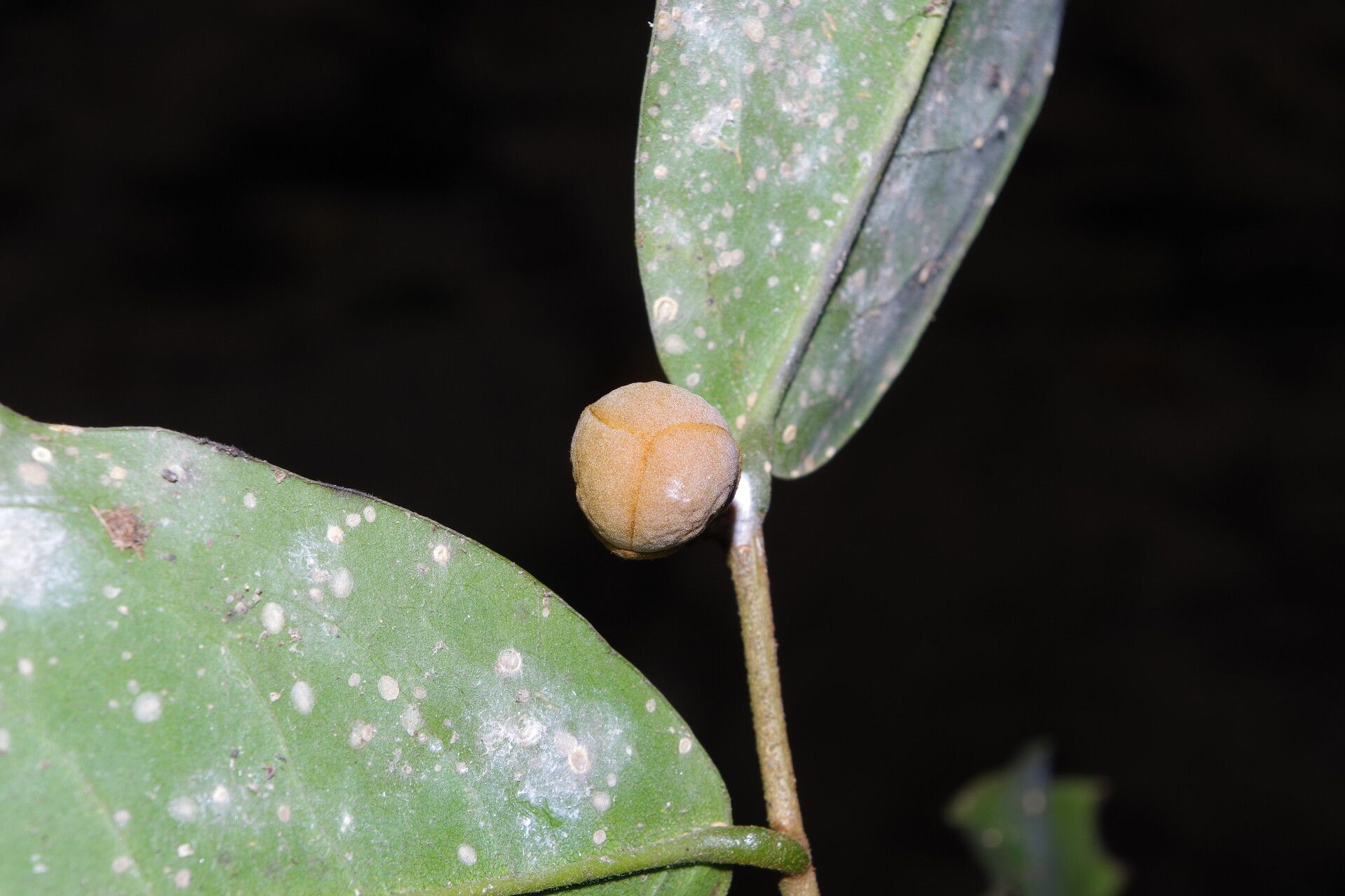 Uvaria obanensis other