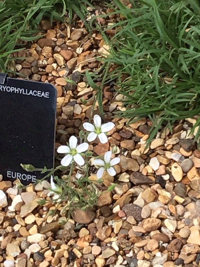 Arenaria ciliata flower