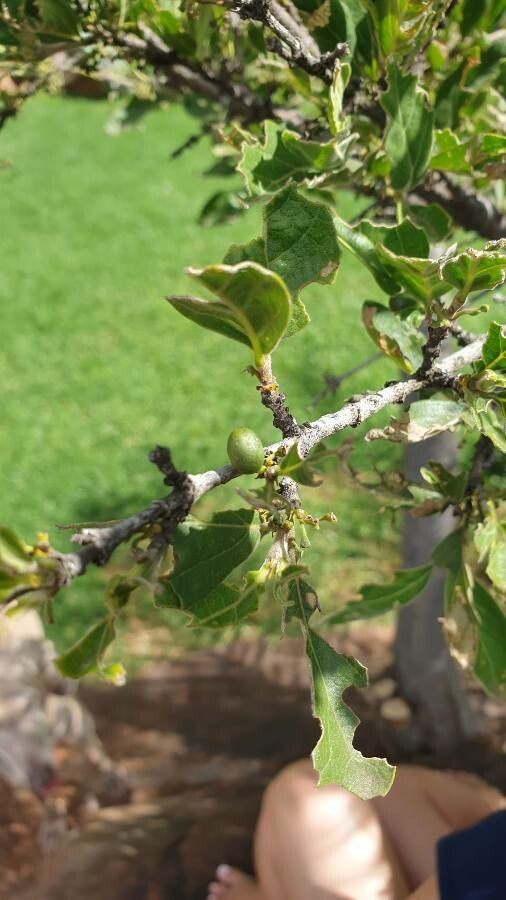 Afrocanthium gilfillanii fruit