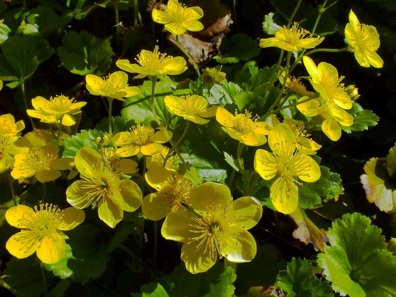 Ranunculus creticus flower