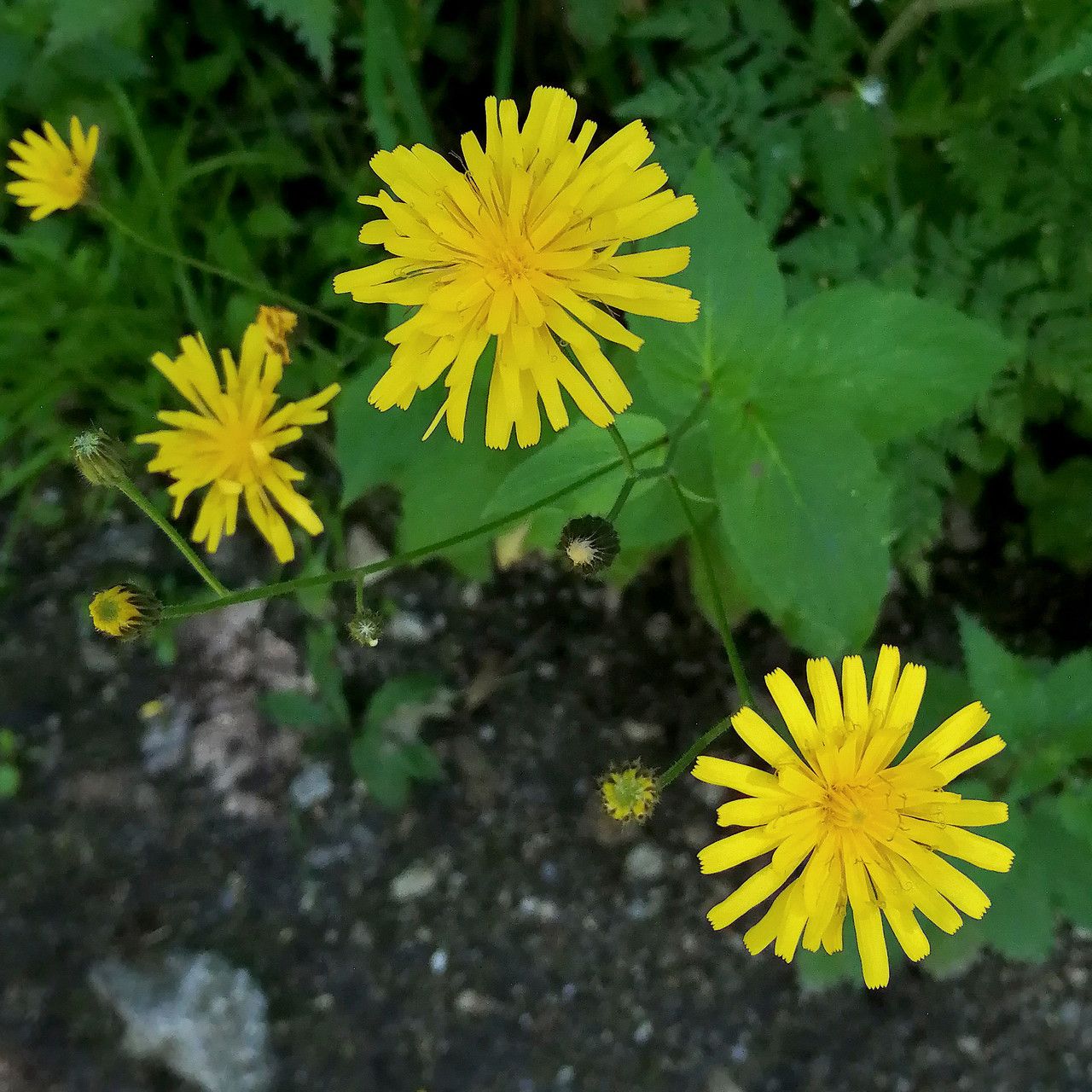 Crepis lampsanoides flower