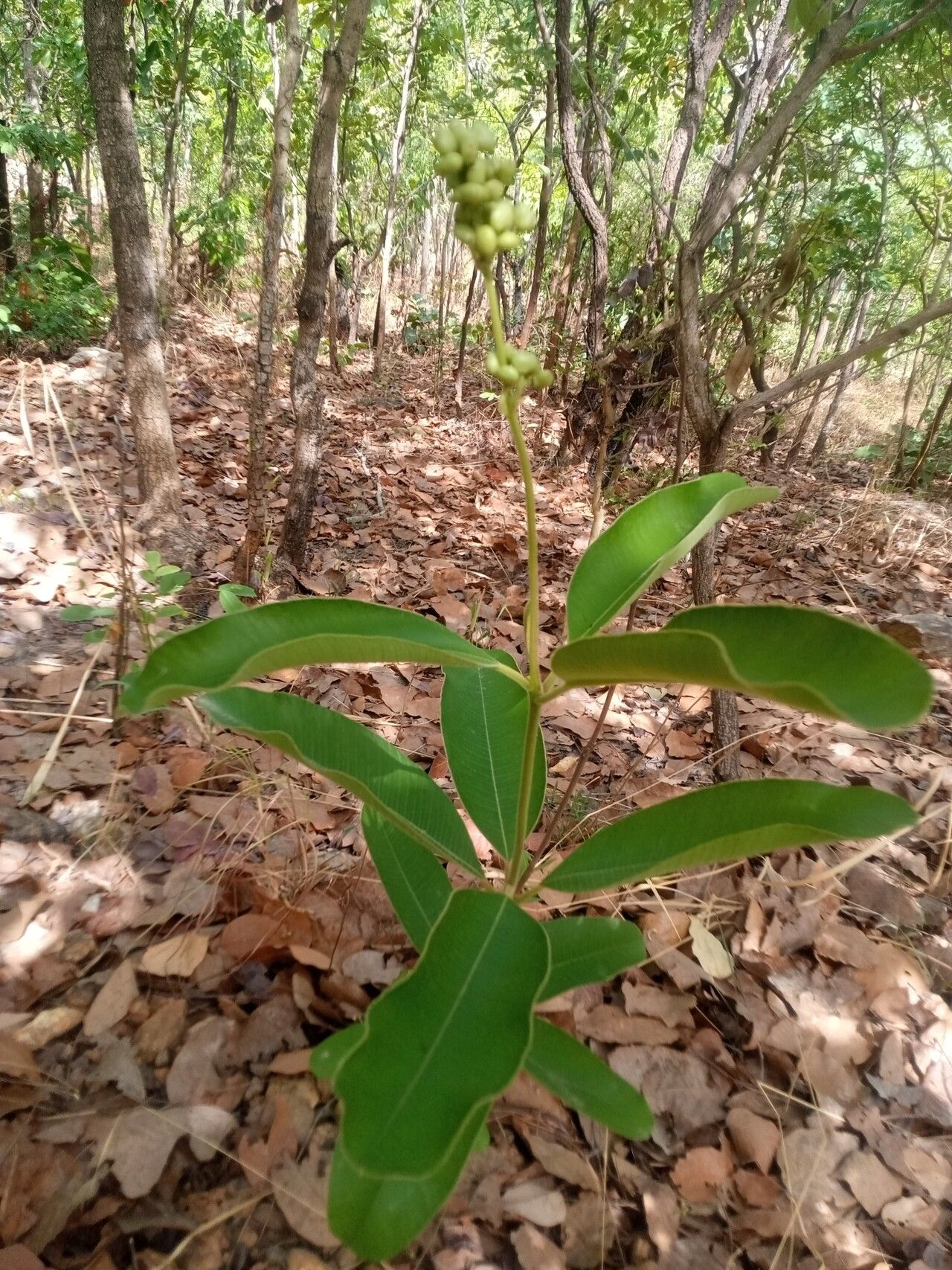 Ozoroa pulcherrima habit