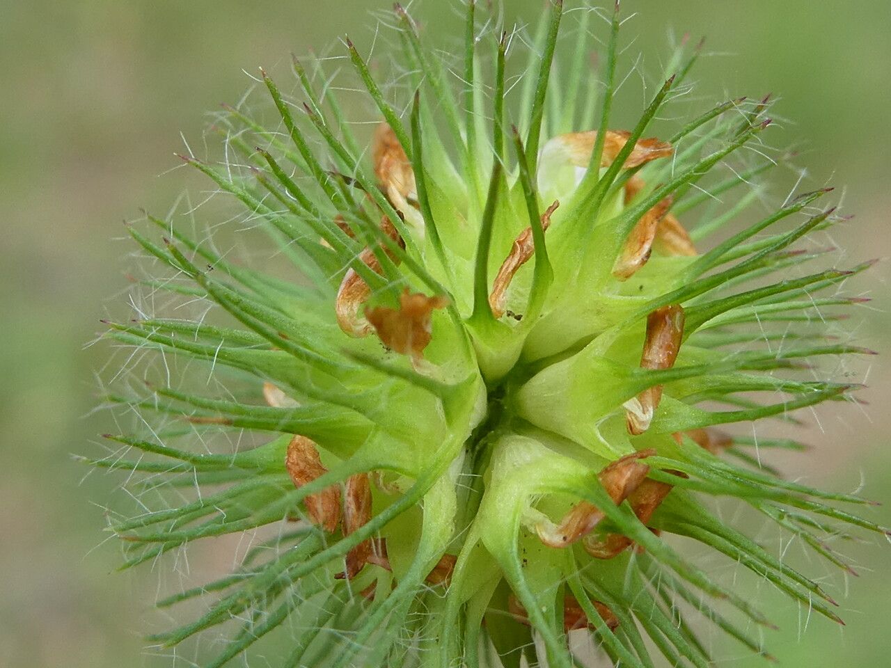 Trifolium lappaceum fruit