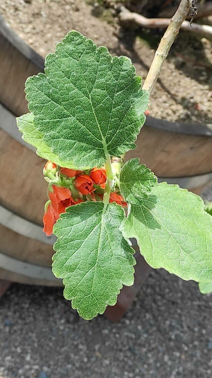 Greyia flanaganii leaf