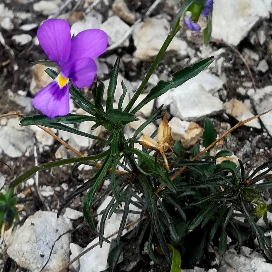 Viola dubyana flower