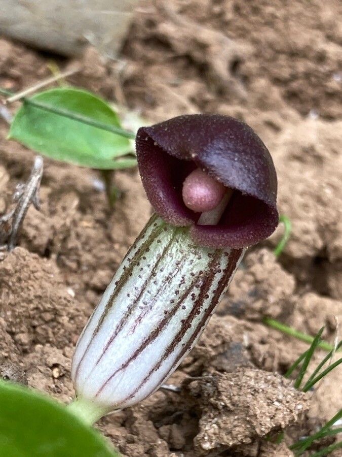 Arisarum simorrhinum flower