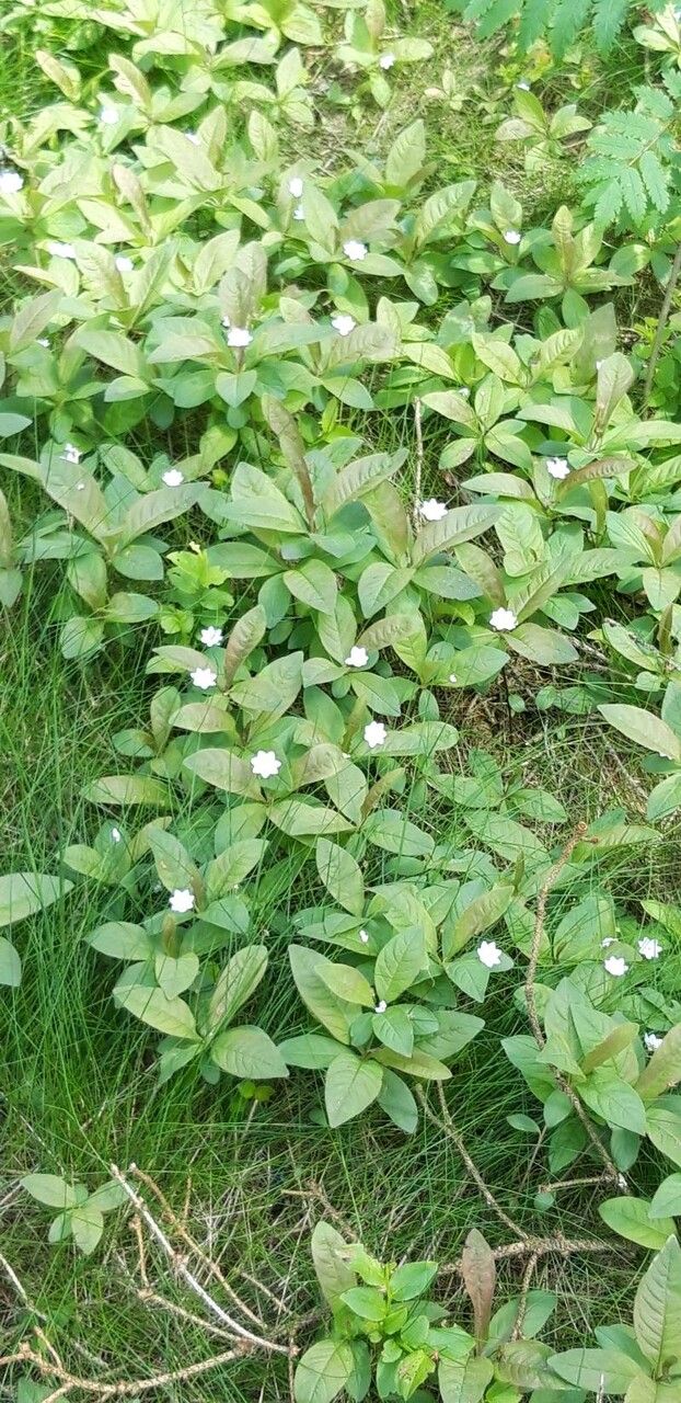 Lysimachia europaea — search result for 'Primulaceae'