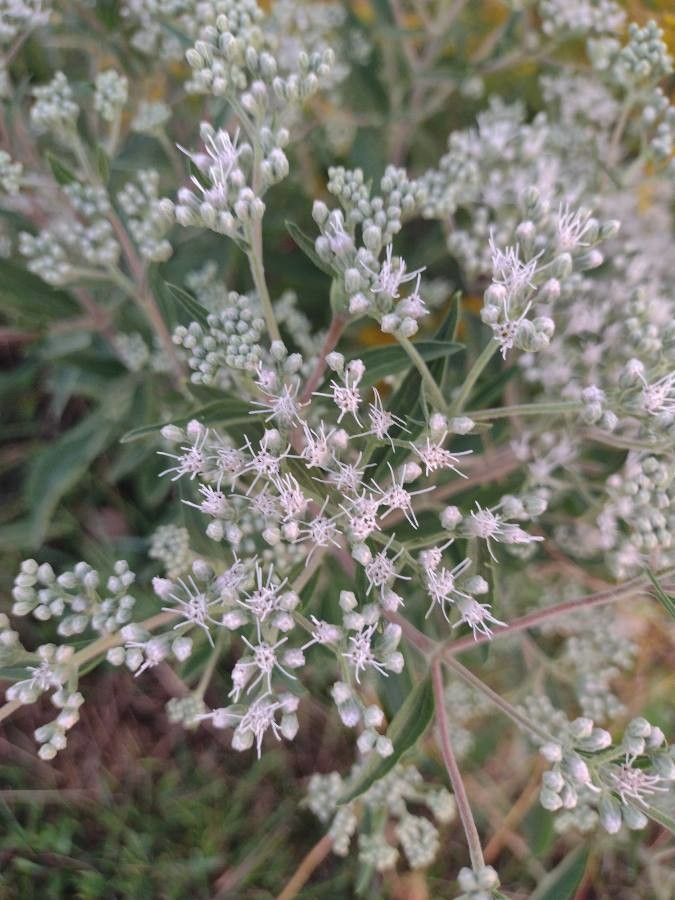 Eupatorium altissimum flower