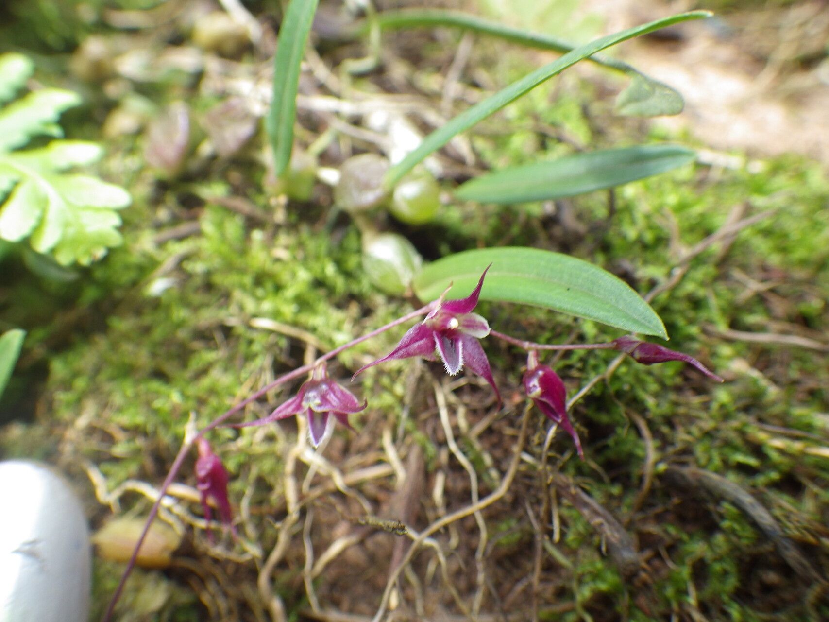 Bulbophyllum intertextum flower