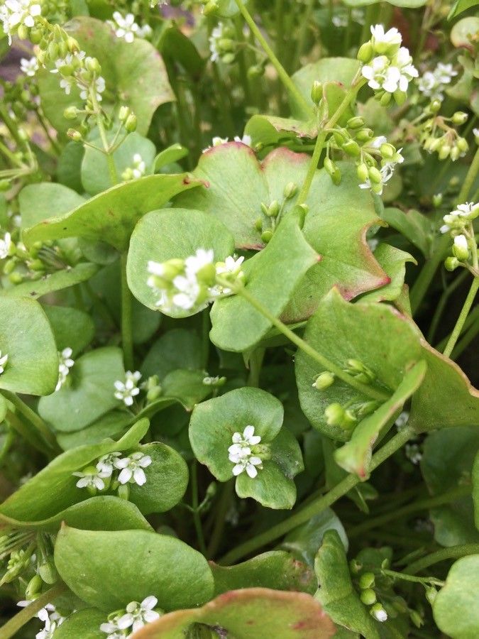 Claytonia parviflora — related species from the same genus