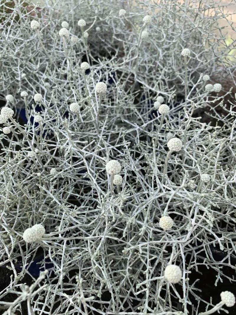 Leucophyta brownii flower