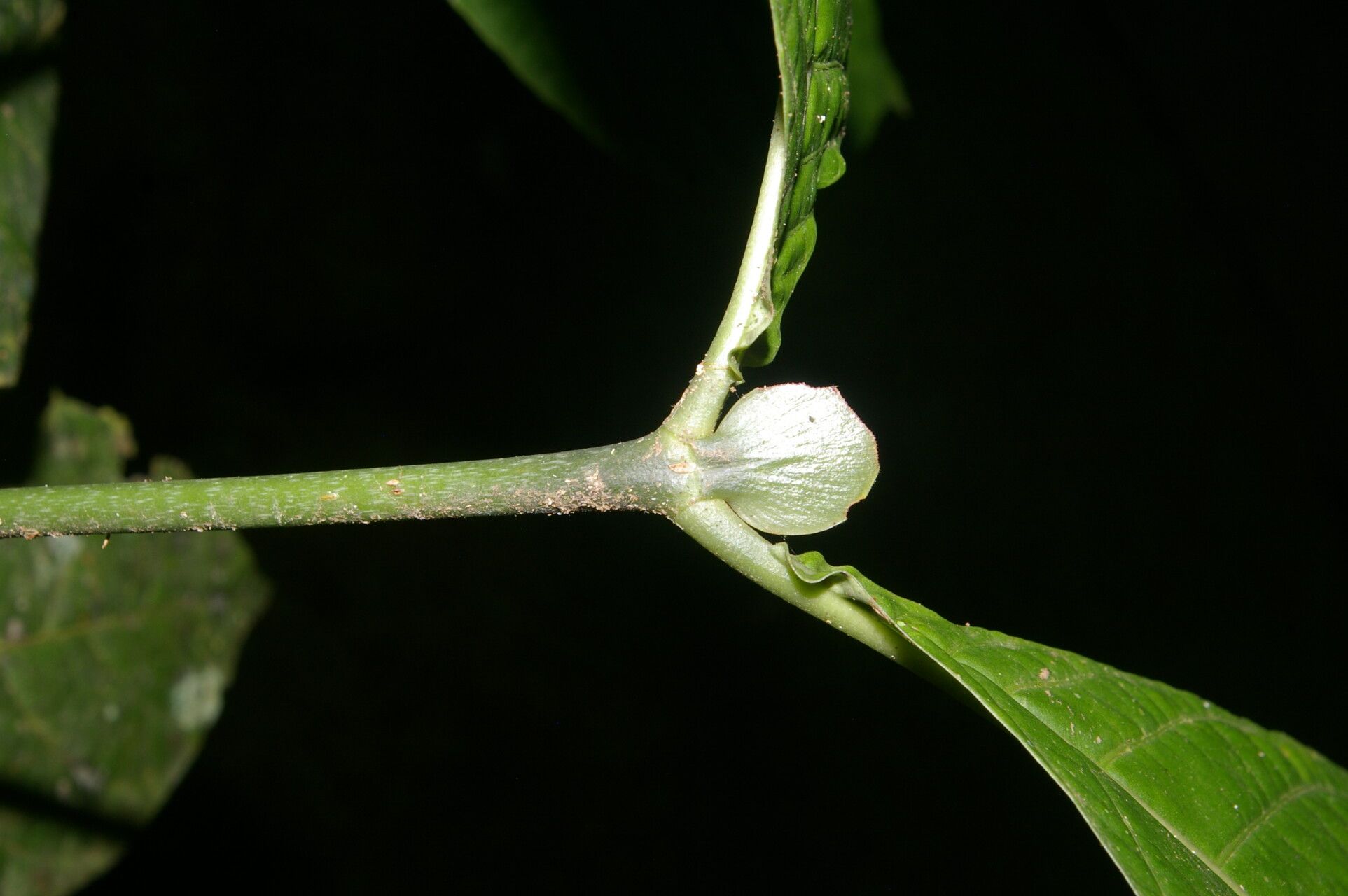Psychotria lamarinensis bark