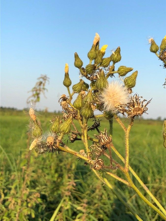 Sonchus palustris flower