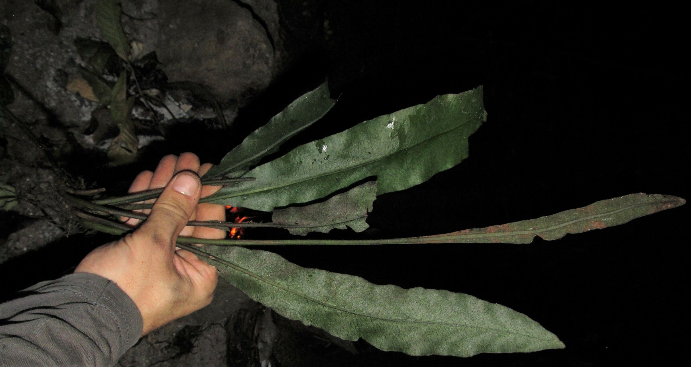 Bolbitis fluviatilis — related species from the same genus