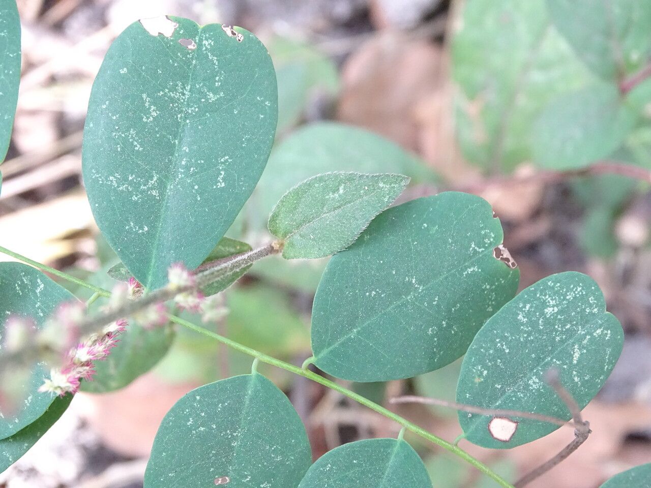 Cyathula prostrata leaf