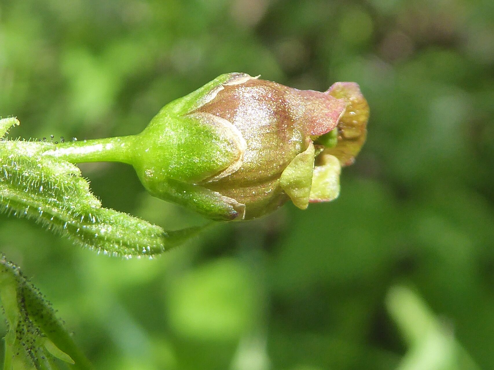 Scrophularia alpestris flower