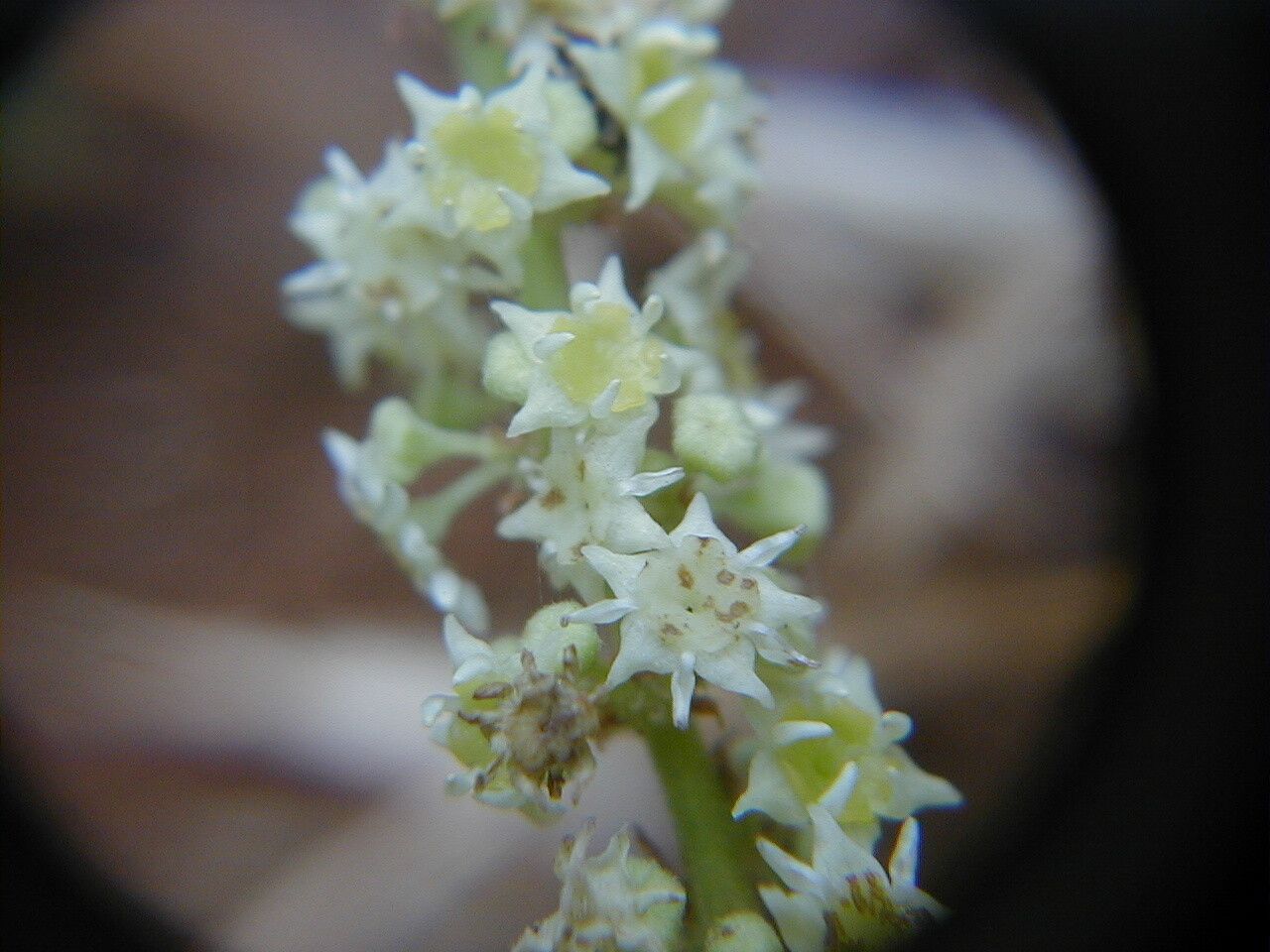 Gouania aphrodes — related species from the same genus