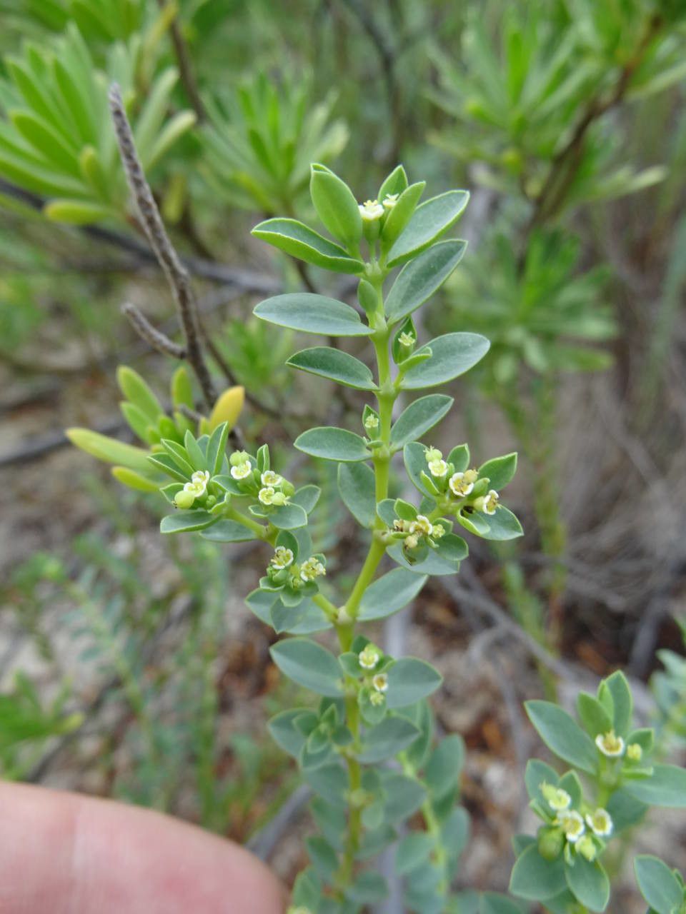 Euphorbia mesembrianthemifolia habit