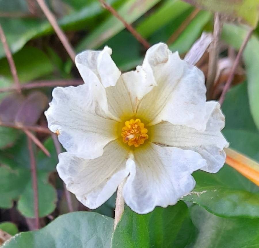 Lycianthes repens flower