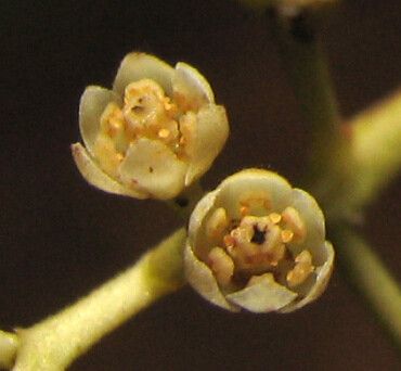 Ocotea aurantiodora flower