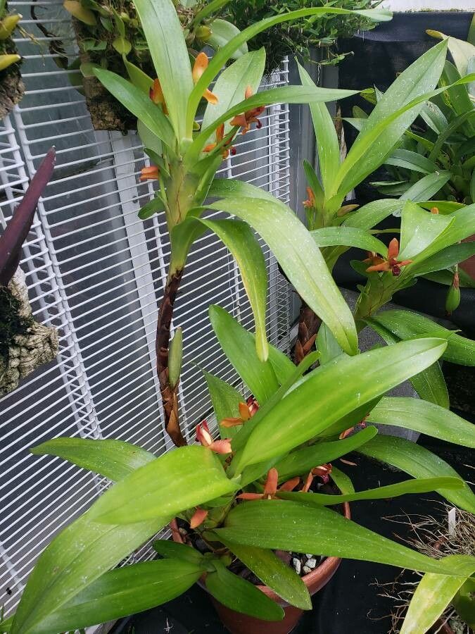 Maxillariella elatior habit