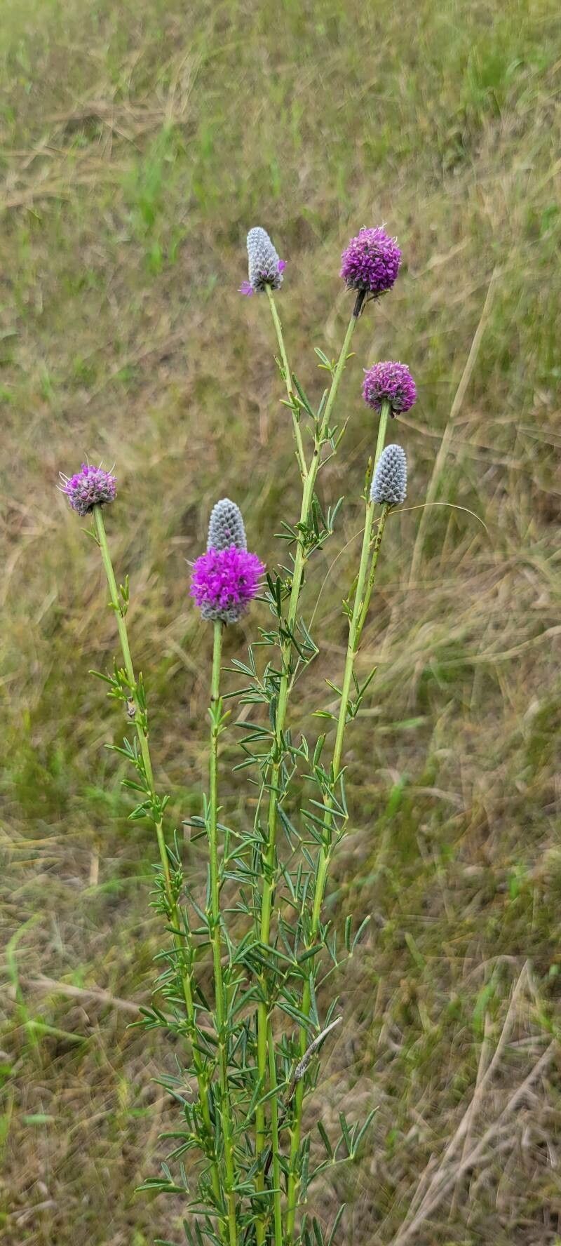 Dalea purpurea flower