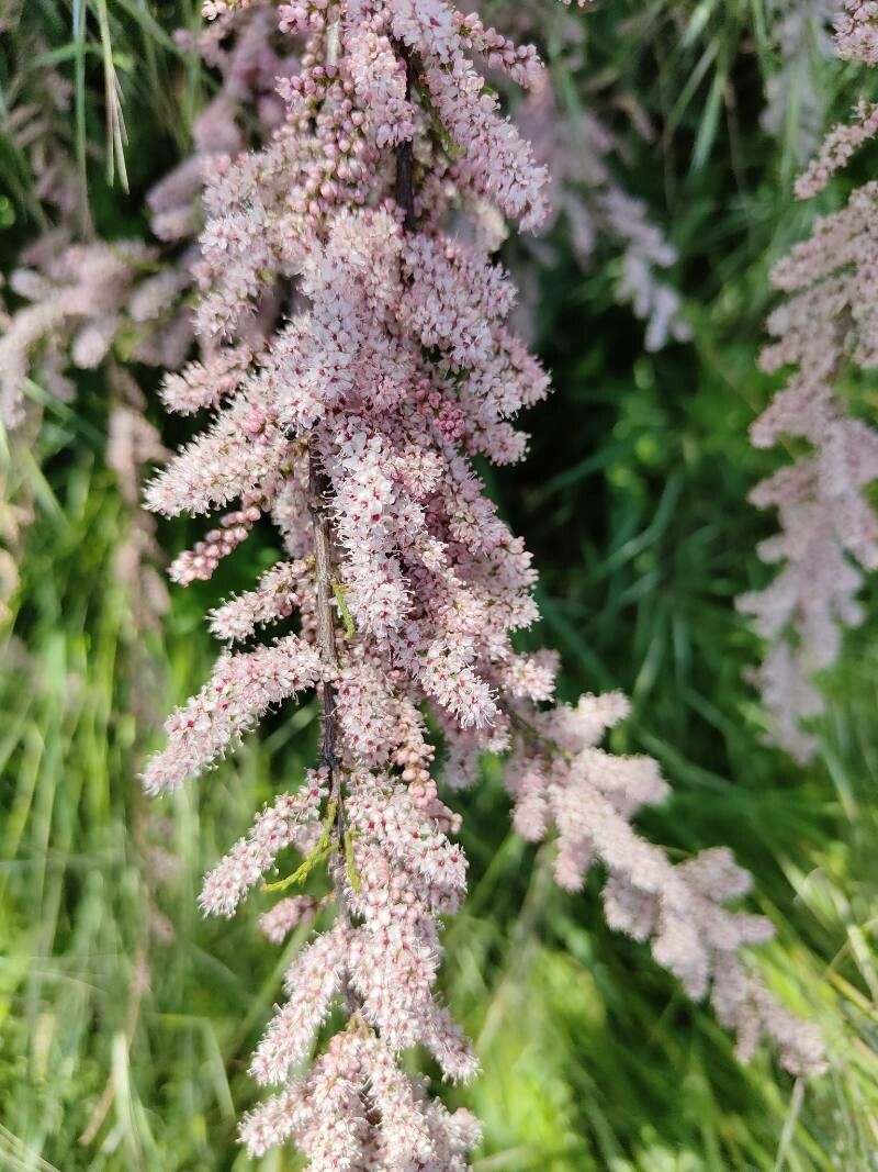 Tamarix tetrandra — search result for 'Bulgaria'