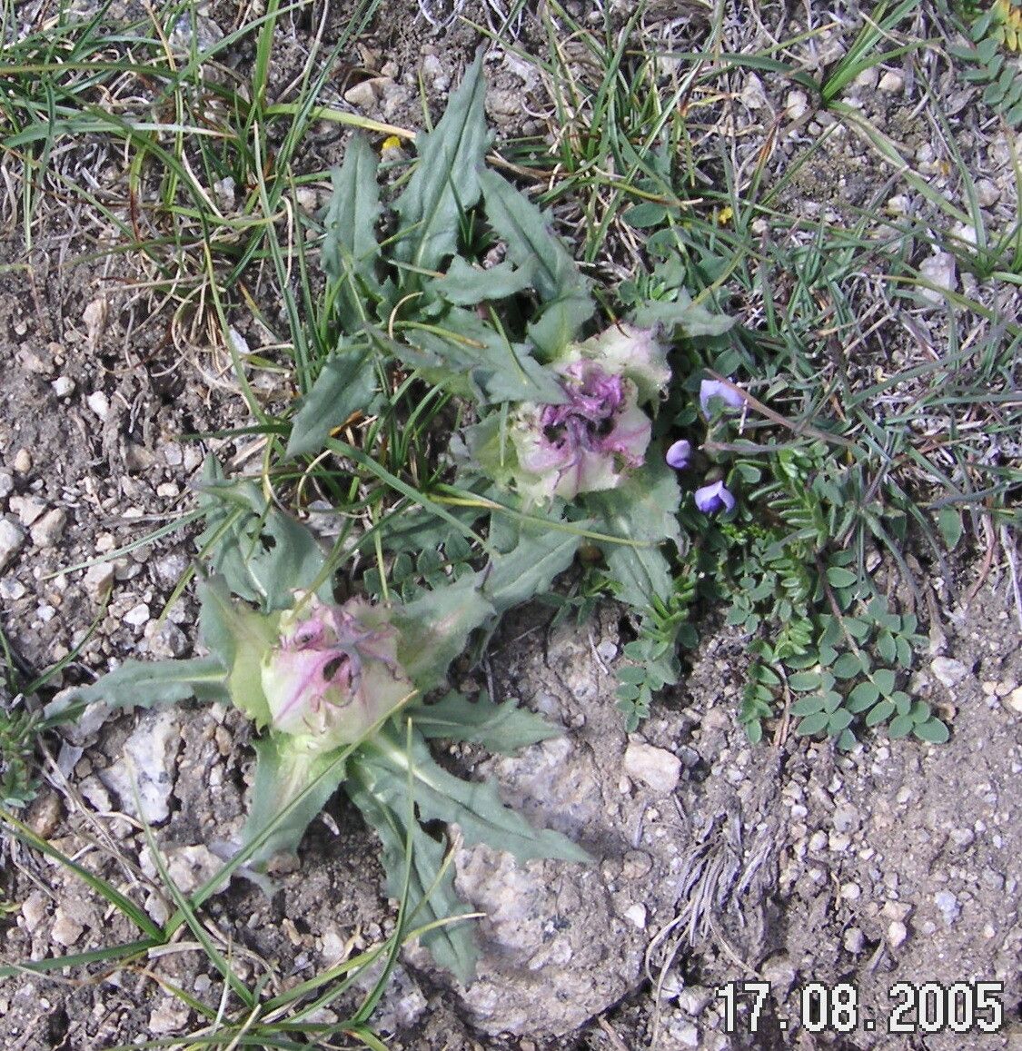 Saussurea bracteata — related species from the same genus