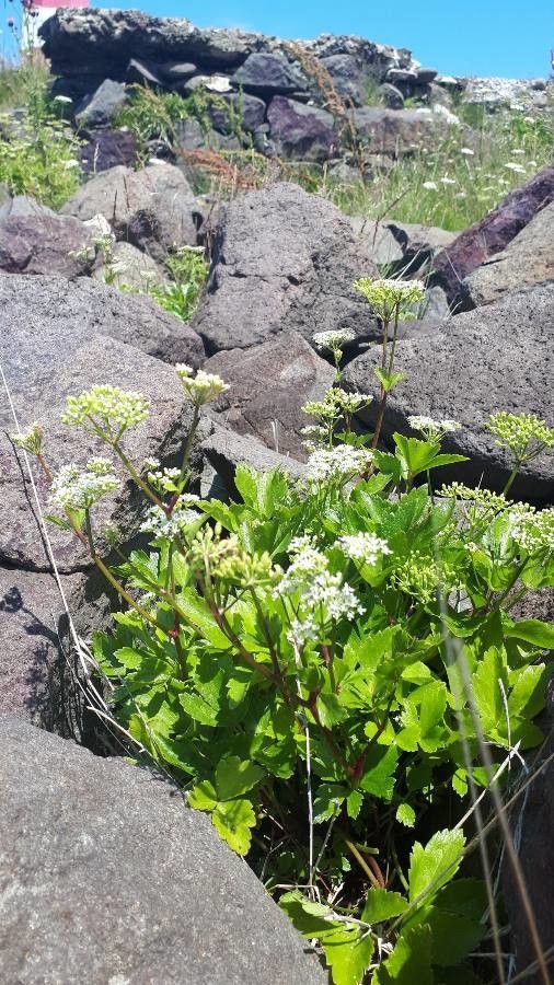 Ligusticum scoticum flower