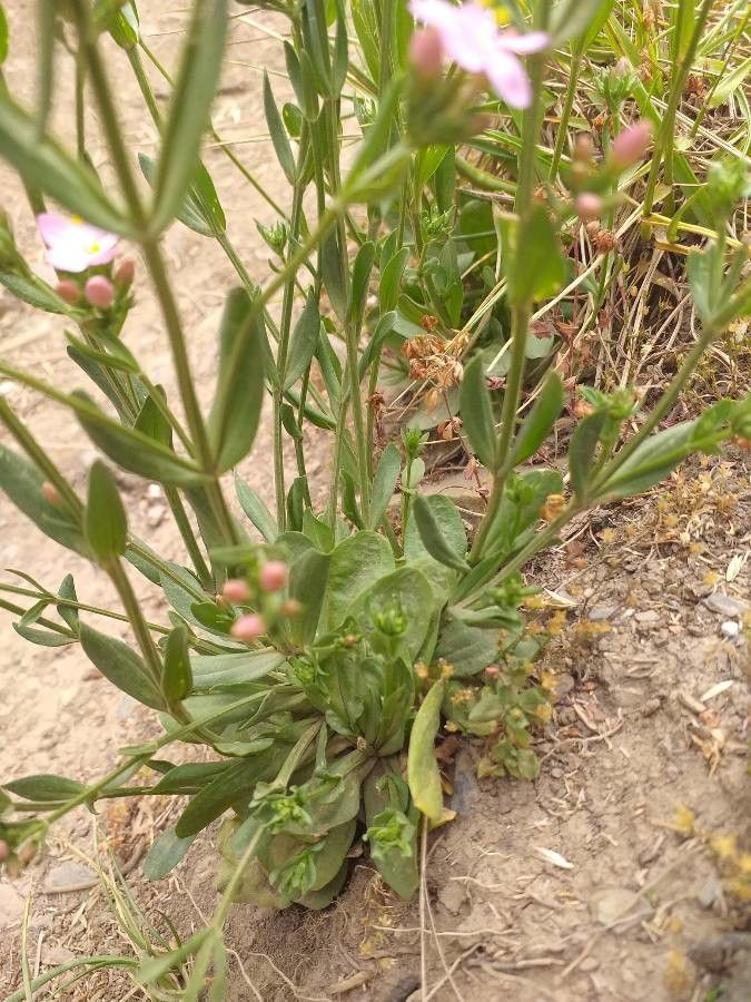 Centaurium littorale — search result for 'Gentianaceae'