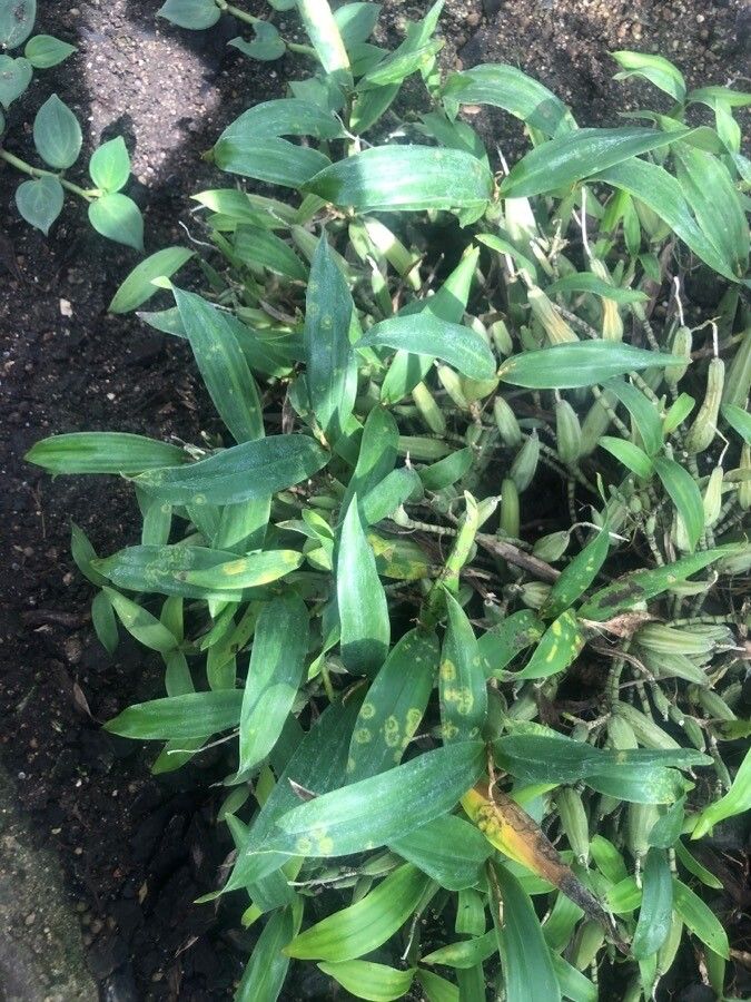 Coelogyne ovalis leaf