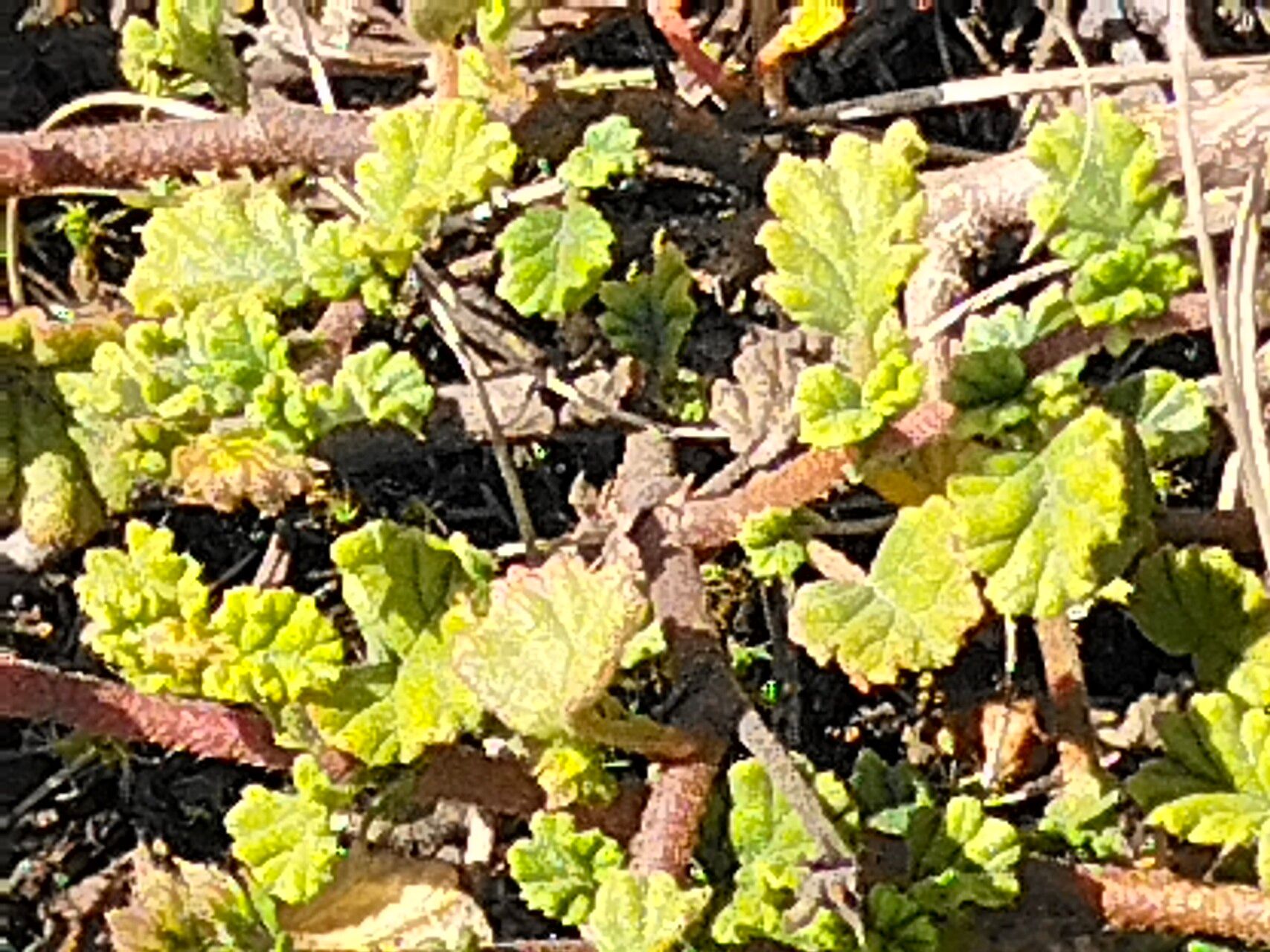 Hermannia alnifolia — related species from the same genus