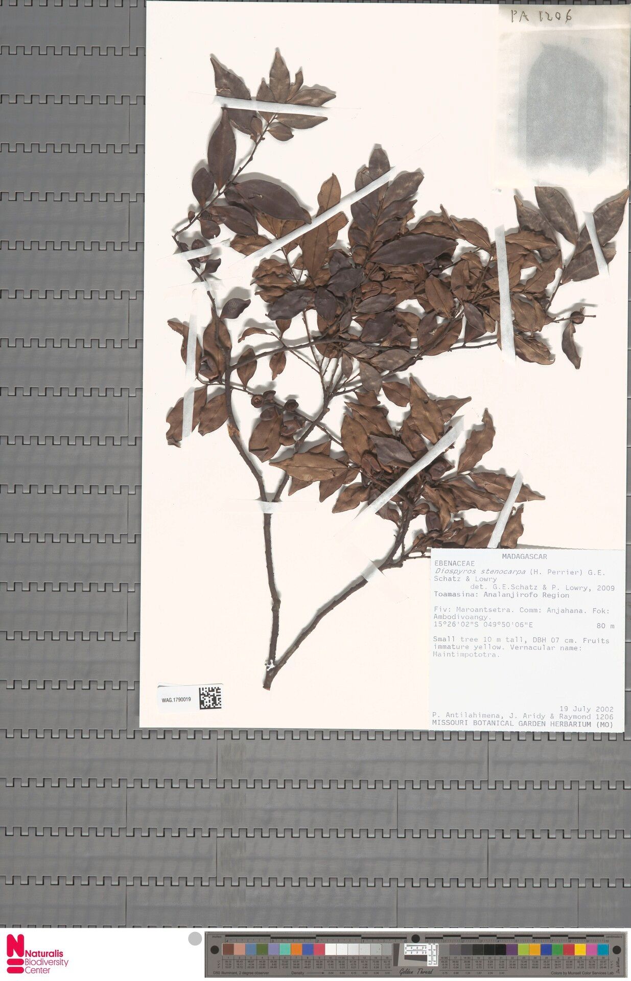 Diospyros stenocarpa — houseplant care guide