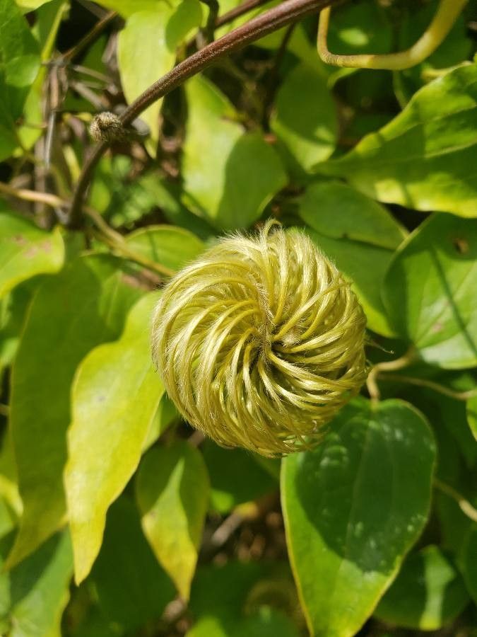 Clematis lasiantha fruit