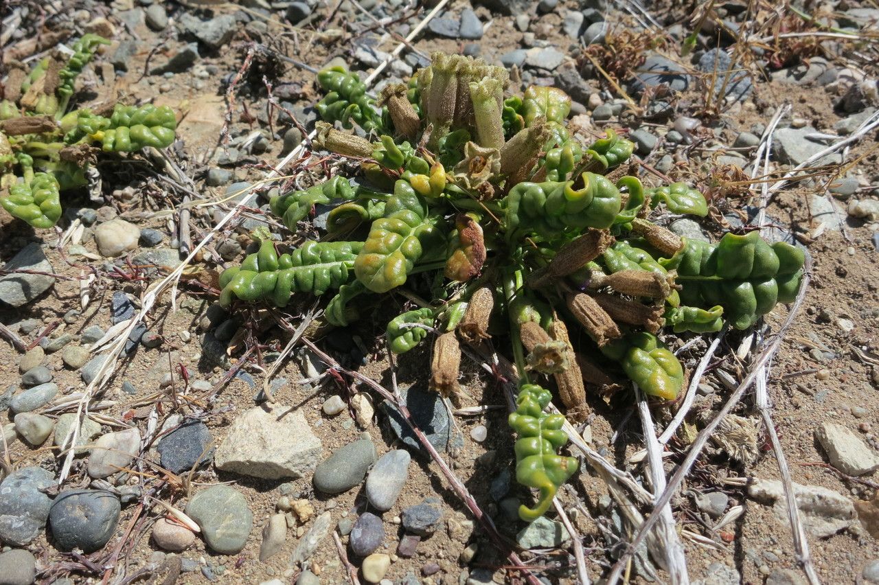 Nicotiana acaulis habit
