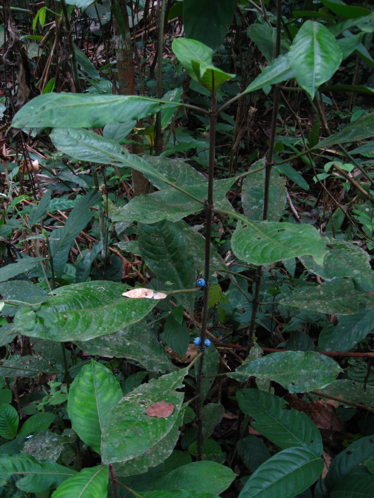 Lasianthus batangensis habit