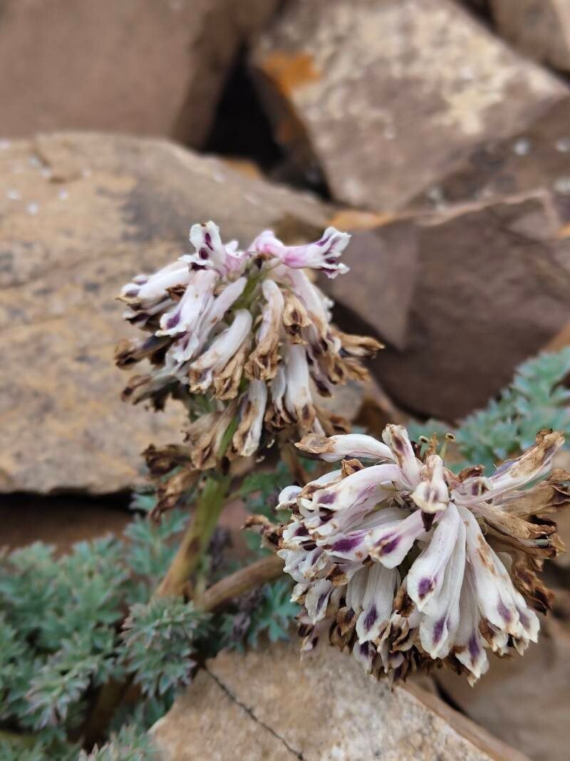 Corydalis fedtschenkoana flower