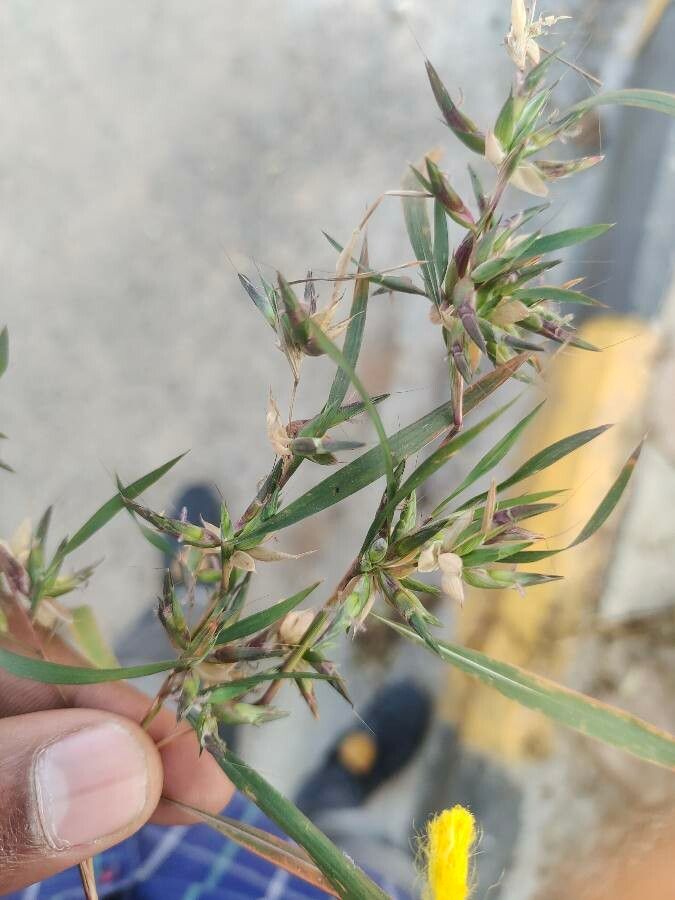 Apluda mutica — search result for 'Oman'