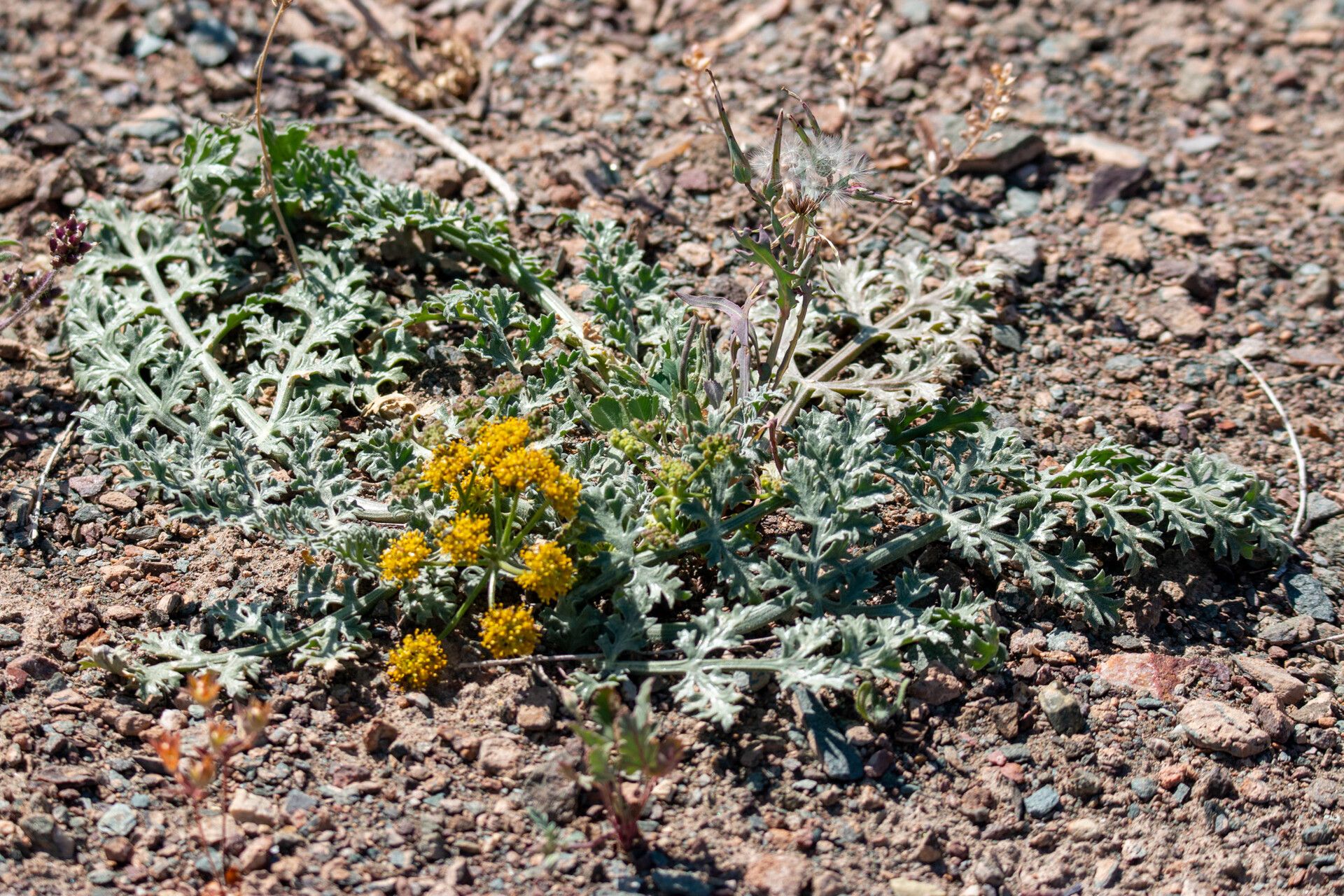 Ferula syreitschikowii habit