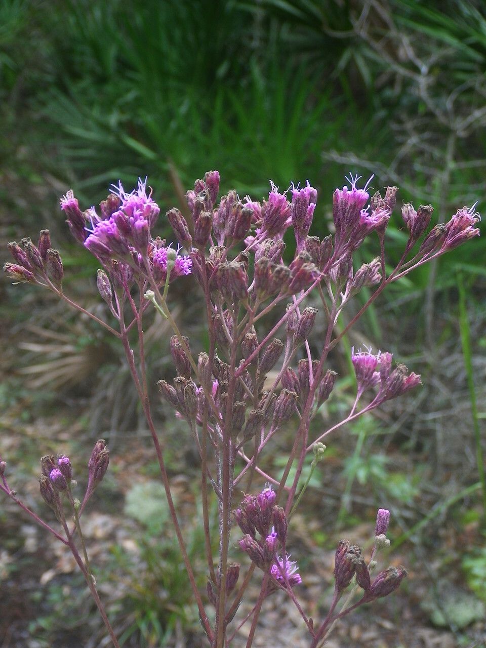 Carphephorus odoratissimus flower