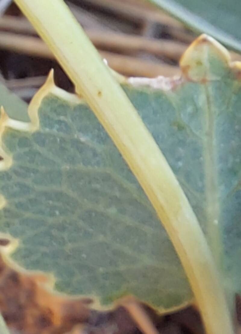 Eryngium thorifolium bark