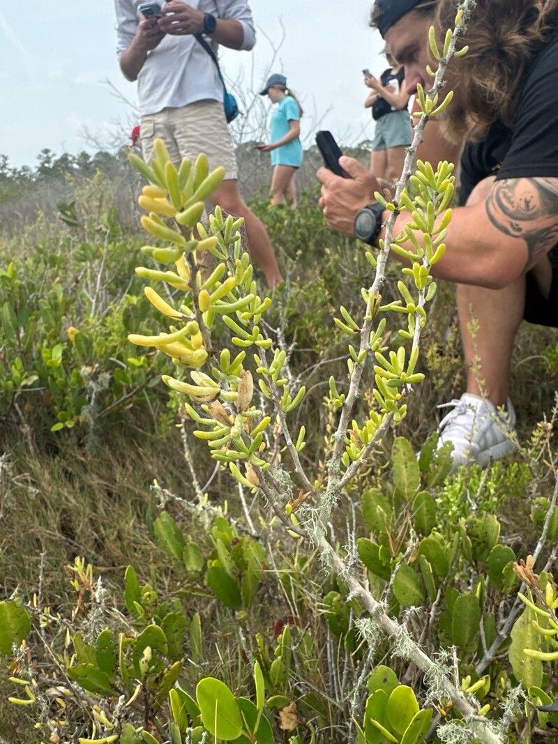 Lycium carolinianum — search result for 'Lycium'