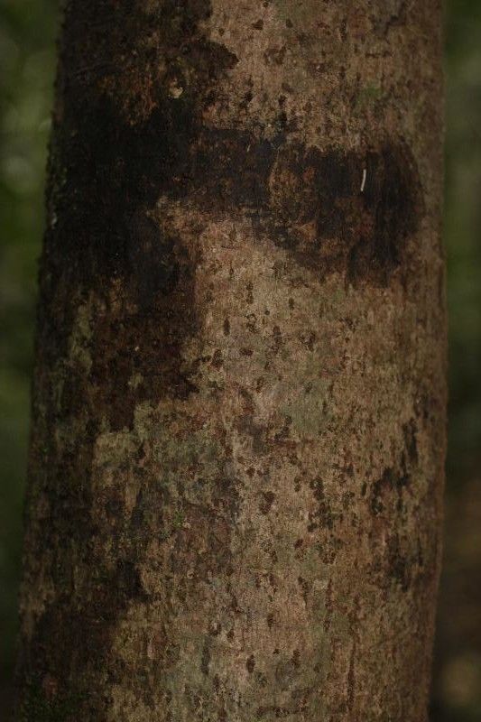 Gustavia hexapetala bark