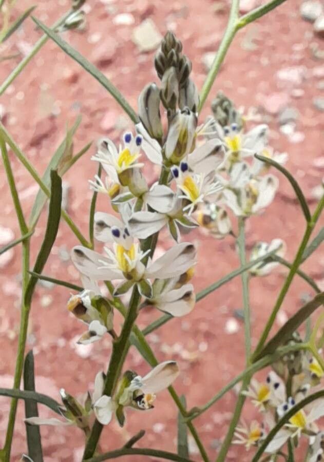Polygala stenophylla flower