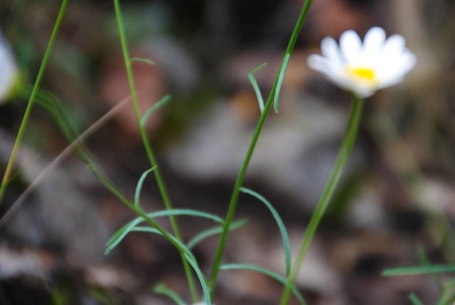 Leucanthemum graminifolium leaf