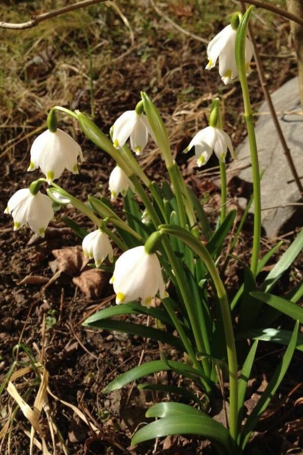 Leucojum vernum flower