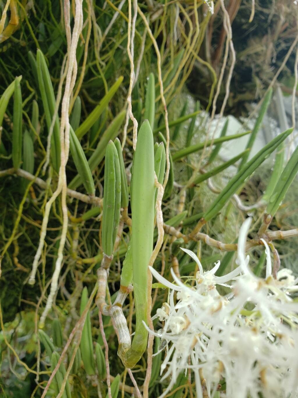 Dendrobium wassellii — houseplant care guide