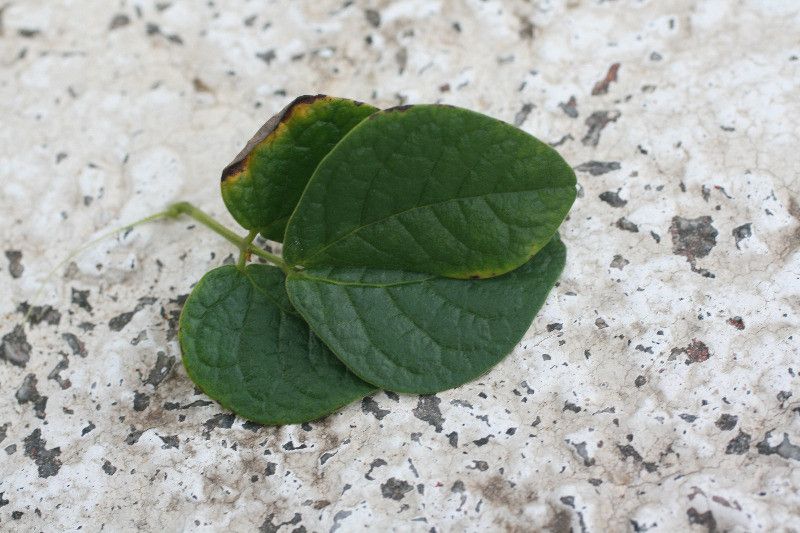 Senna chrysocarpa leaf